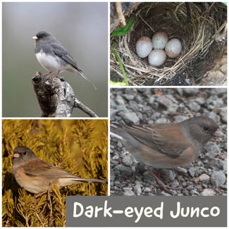 Dark-eyed Junco
